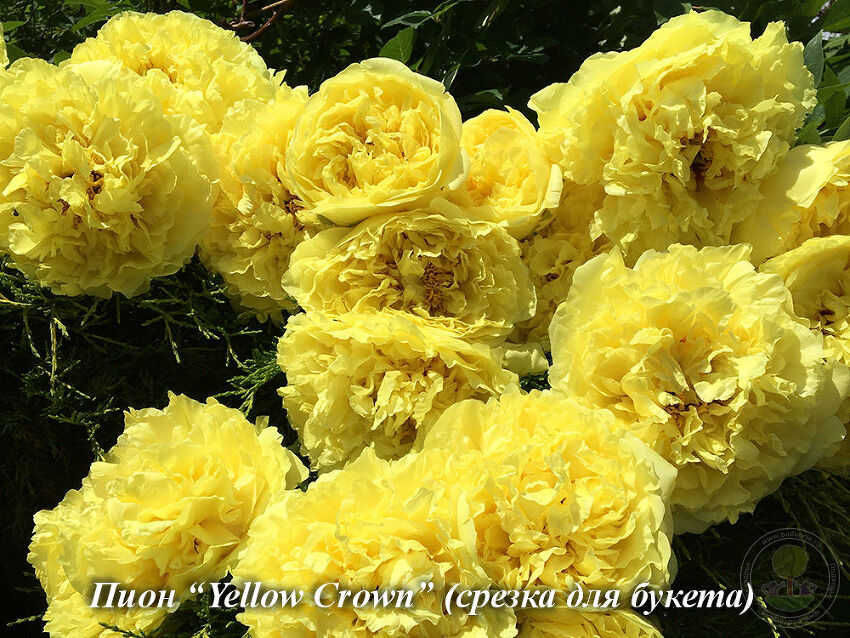 Yellow_crown