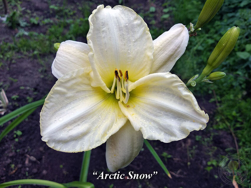 Arctic_Snow