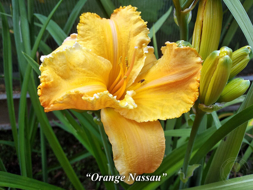 Orange_Nassau