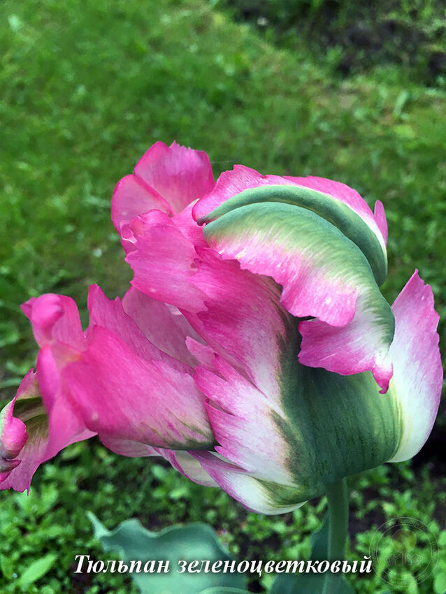 tulip3