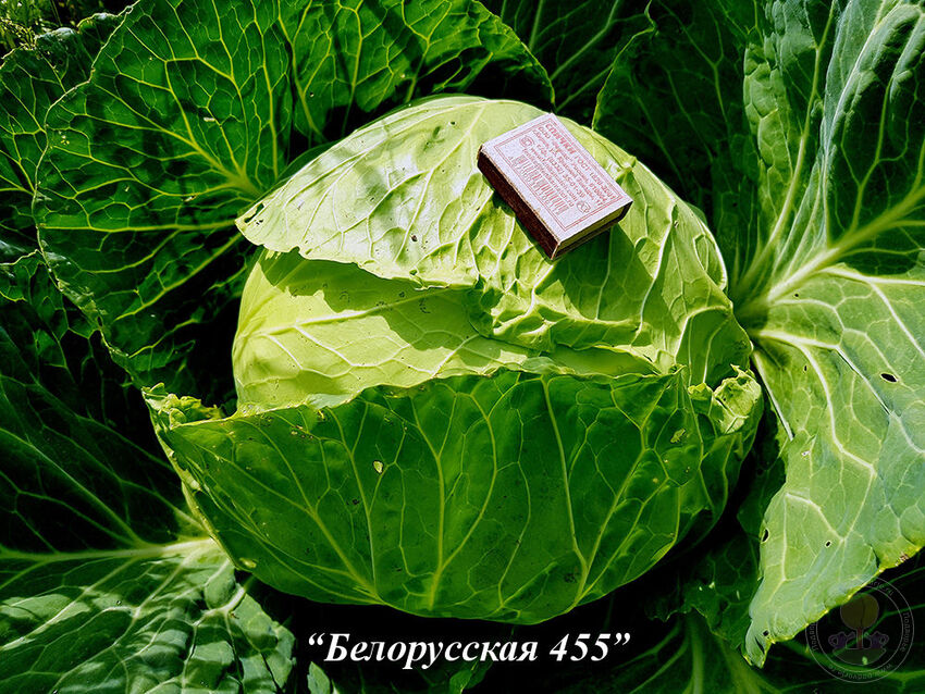 Belorusskaya_455