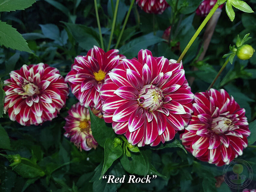 Red_Rock