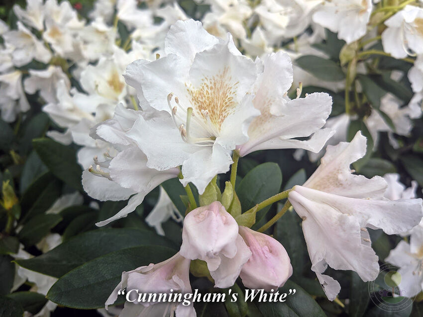 Cunningham's_White
