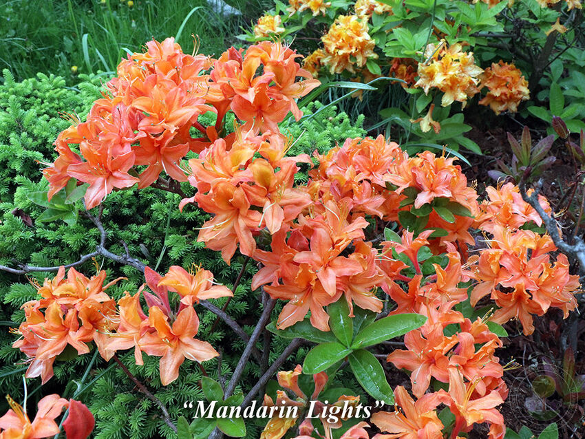 Mandarin_Lights