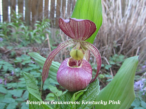Cypripedium Kentucky Pink