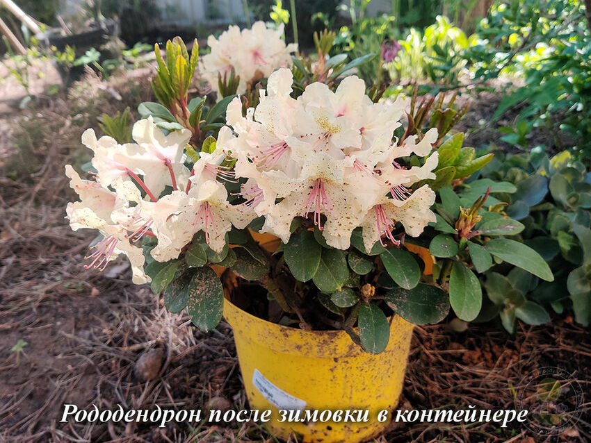 rododendron_posle_zimovki