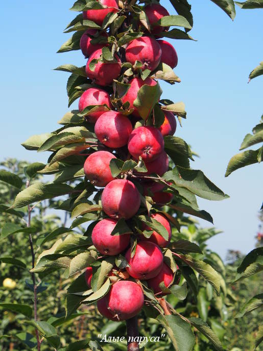 Уход за колонновидной яблоней: как ухаживать, если она не плодоносит