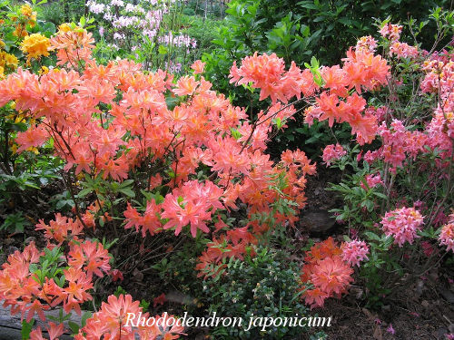 rhododendron japonicum
