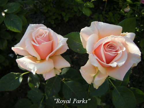Royal-Parks
