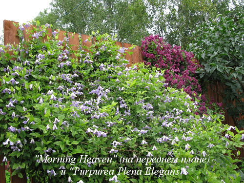 Morning-Heaven&Purpurea-Plena-Elegans