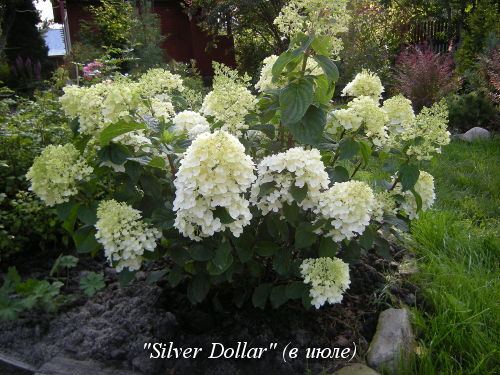 Silver_Dollar