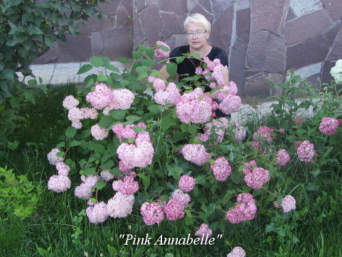 Pink_Annabelle