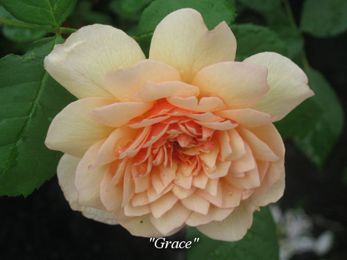 Английские розы Дэвида Остина: сорта, описание, фото, отзывы. Где купить и посадить английские розы Дэвида Остина в России