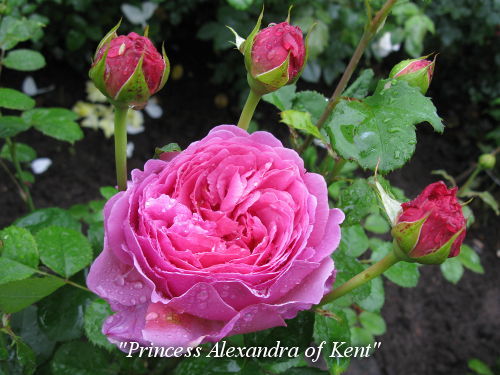 Princess_Alexandra_of_Kent
