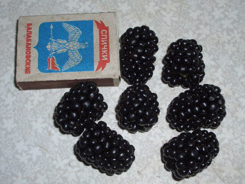 Ежевика – ягода рекордных урожаев
