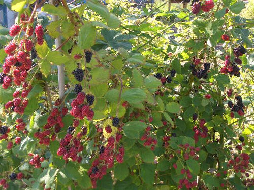 Ежевика – ягода рекордных урожаев