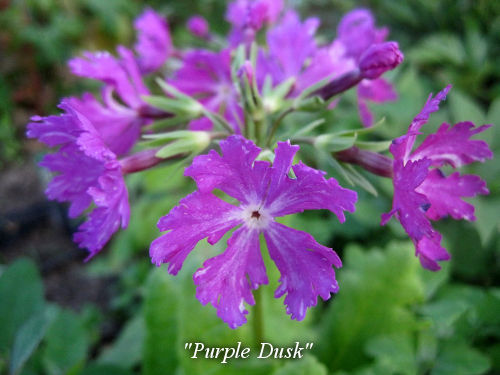 Purple_Dusk