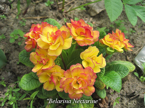 Belarina_Nectarine