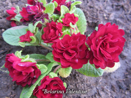 Belarina_Valentine