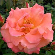 Роза Салита плетистая