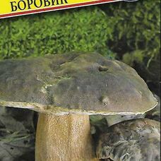 Мицелии грибов Австралийский Боровик