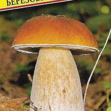Мицелии грибов Белый гриб Березовый