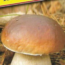 Мицелии грибов Белый гриб