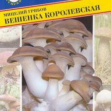 Мицелии грибов Вешенка королевская