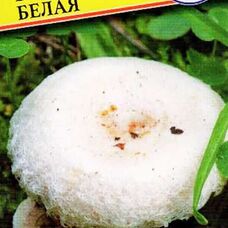 Мицелии грибов Волнушка белая