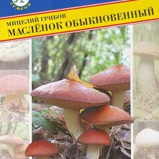 Мицелии грибов Масленок обыкновенный