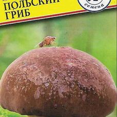 Мицелии грибов Польский гриб