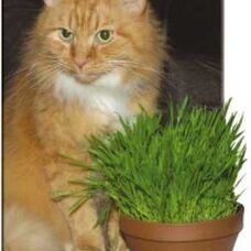 Трава для кошек (Поиск)