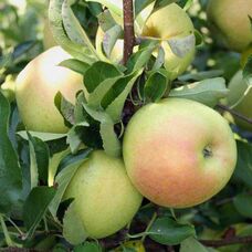 Купить саженцы яблони в Москве по выгодной цене из питомника, доставкапочтой по всей России