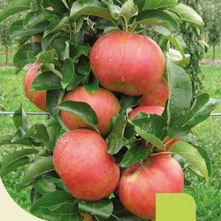 Купить саженцы яблони в Москве по выгодной цене из питомника, доставкапочтой по всей России