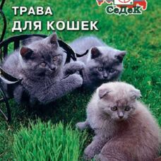 Трава для кошек (Седек)