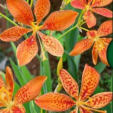 Беламканда китайская Лесная Орхидея