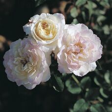 Роза Орор де Жак-Мари