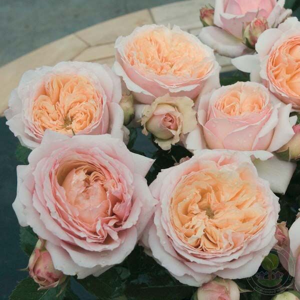 Розы Гийо - купить розы Guillot - фото и описание сортов - Страница 2