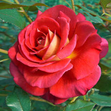 Роза Копакабана