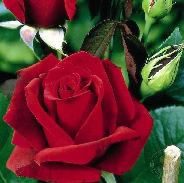 Роза Эротика (Erotika): характеристика и описание сорта с фото и отзывы садоводов - Купить розы онлайн