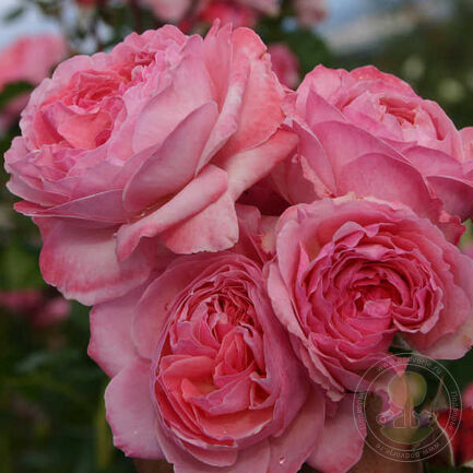 Роза Кельнер Флора: особенности и характеристика сорта, правила посадки, выращивания и ухода, отзывы