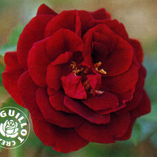 Роза Луи XIV