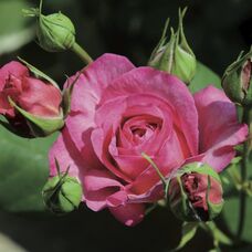 Роза Мадам де Сталь