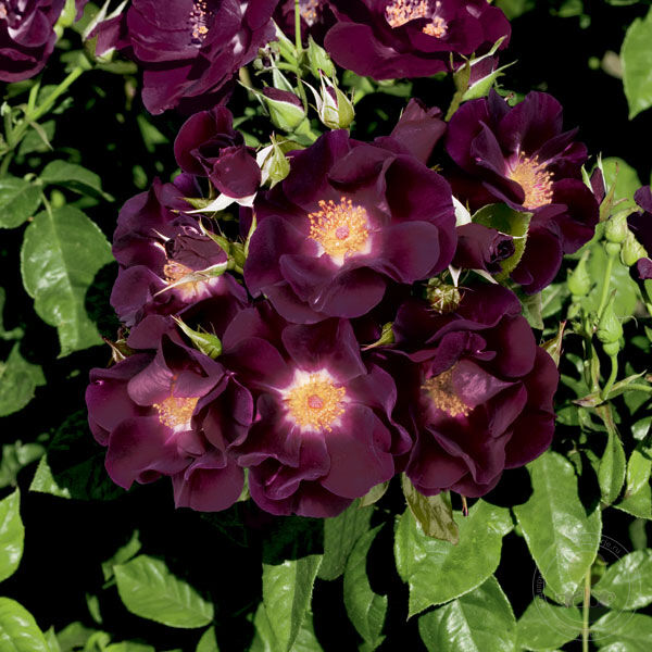 Характеристика сорта розы Шнеевальцер