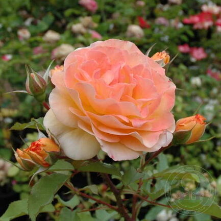 Роза Роз де Жерберуа особенности и характеристика сорта правила посадки выращивания и ухода отзывы