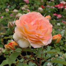 Роза Роз де Жерберуа