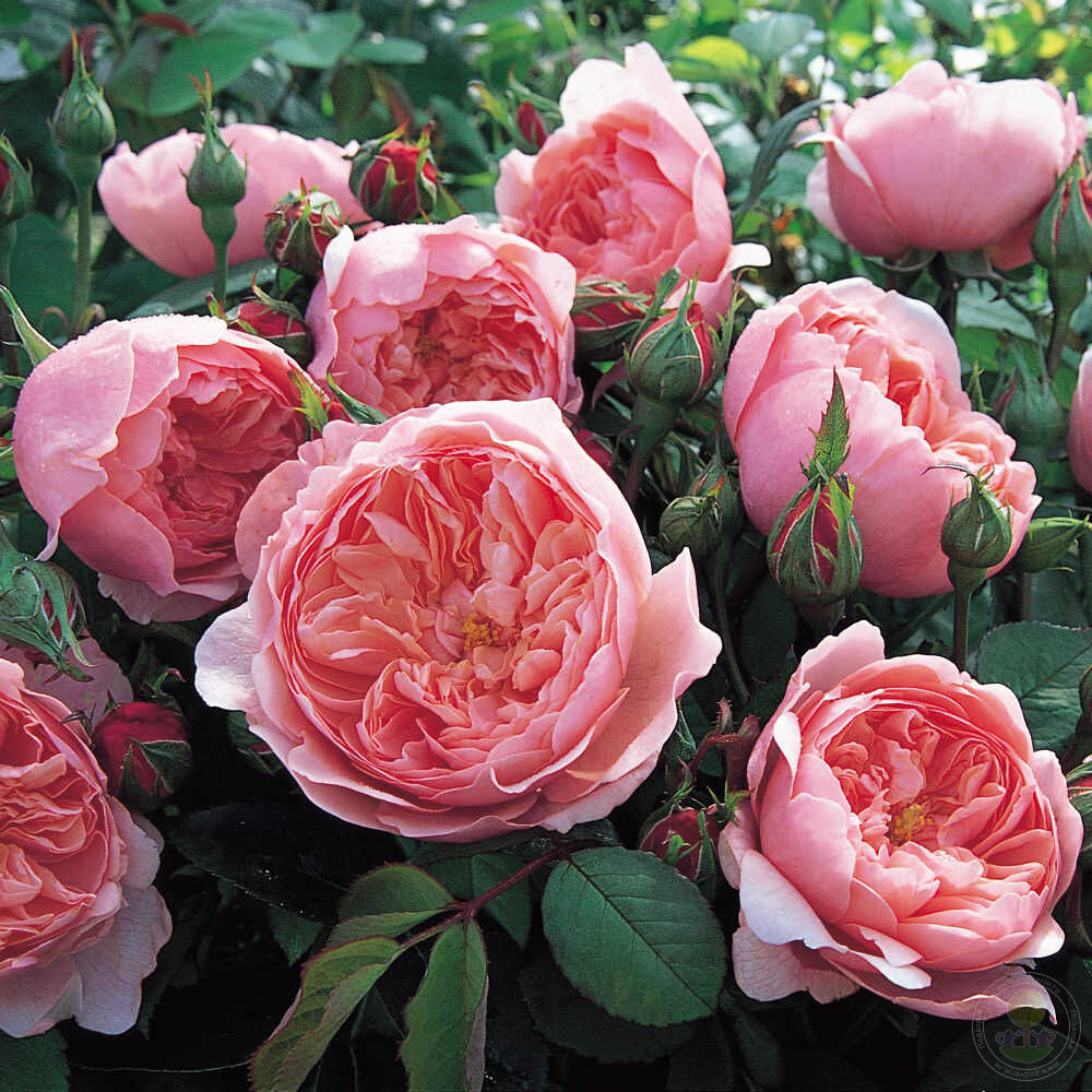 Купить розы в смоленске. Английские розы Alnwick Rose "Алнвик Роуз".
