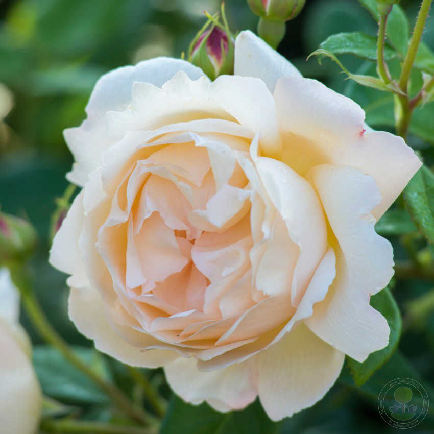 Шрабовая роза Воллертон Олд Холл: характеристика, описание, фото и отзывы садоводов