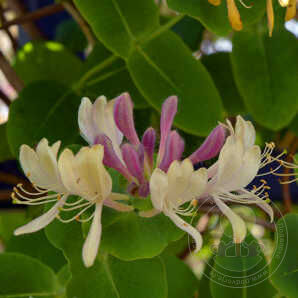 Lonicera caprifolium Inga