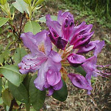 Рододендрон гибридный Пурпуреум Грандифлорум